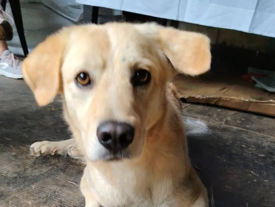 Adozione cane, maschio, Razza sconosciuta Razza sconosciuta, 2 anni e 9 mesi, taglia media contenuta, Roma