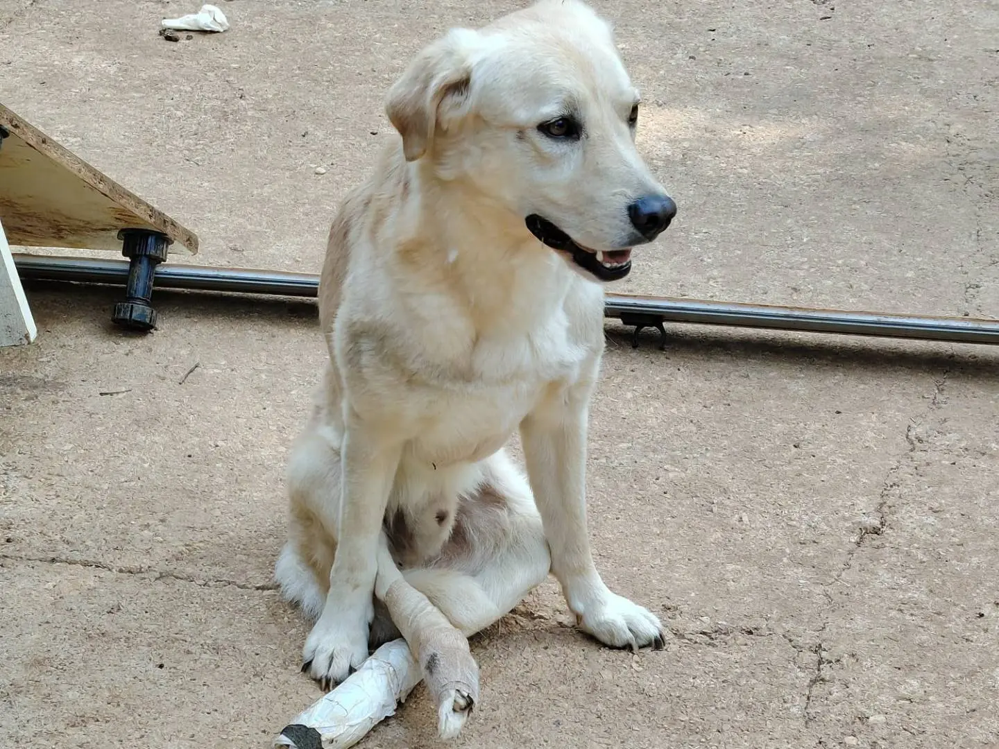 Adotta un cane, taglia media contenuta, maschio, Roma