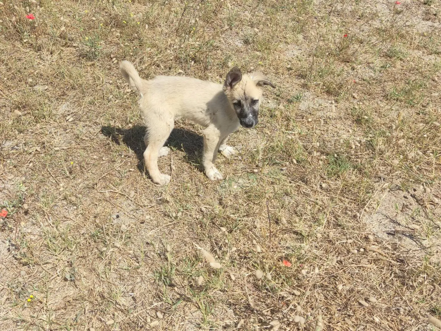 Adotta un cane, taglia media, maschio, Novara