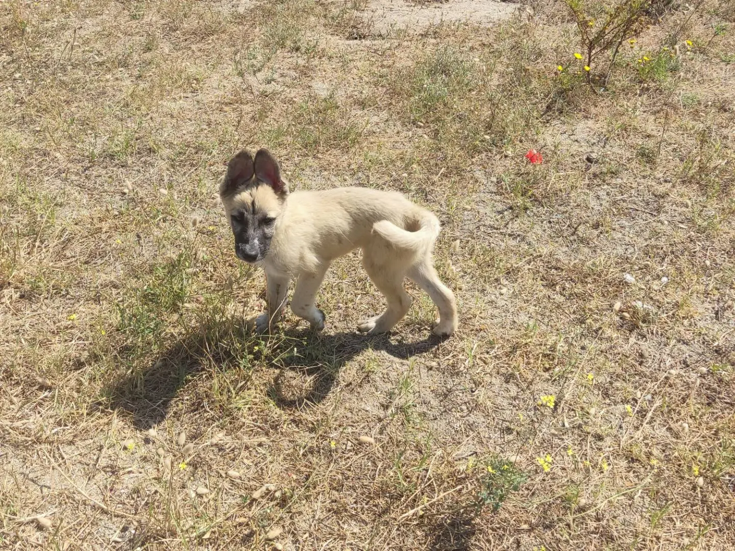 Adozione cane, maschio, Pastore Belga Malinois Razza sconosciuta, 8 mesi, taglia media, Novara