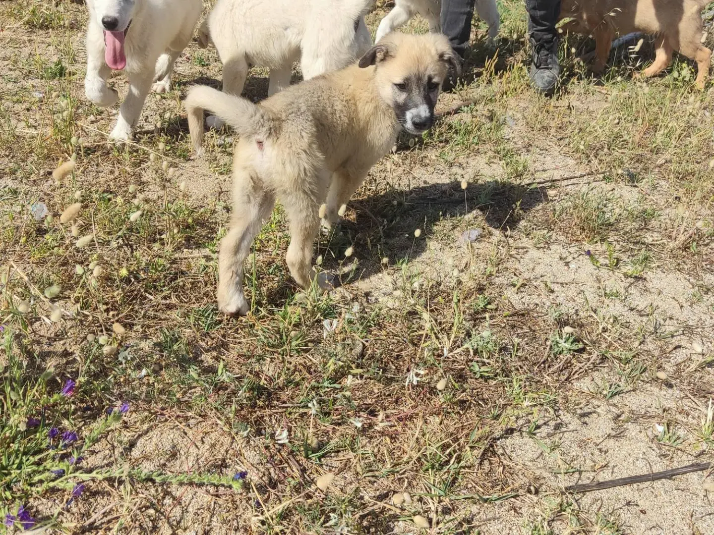 Adotta un cane, maschio, 8 mesi, Novara