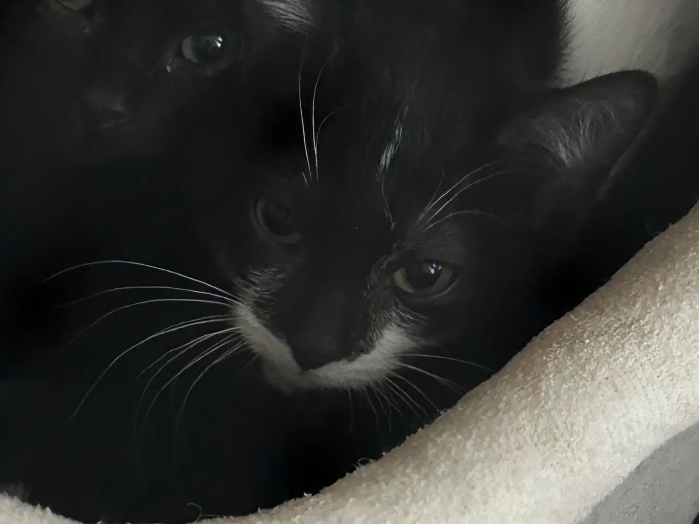 Adozione gatto, femmina, Razza sconosciuta Razza sconosciuta, 2 mesi, taglia non valida, Torino