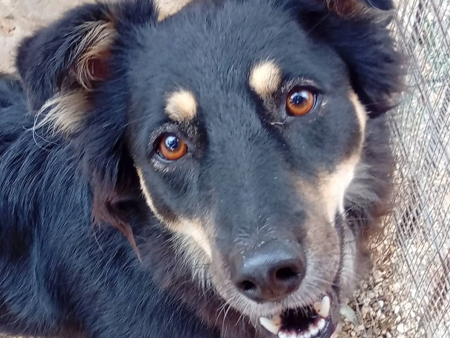 Adotta un cane, femmina, 3 anni e 10 mesi, Bari