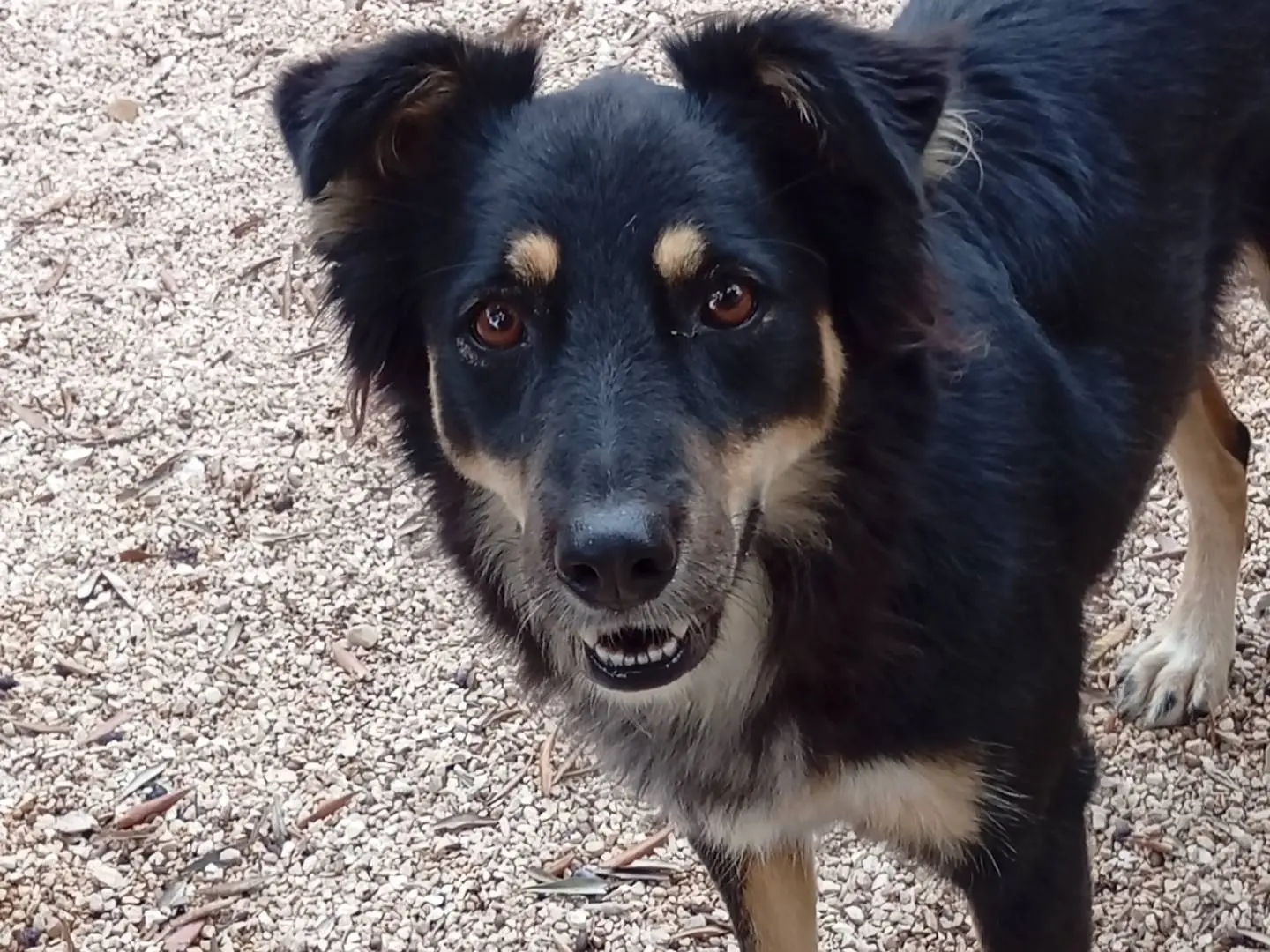 Vuoi adottare un cane a Bari?