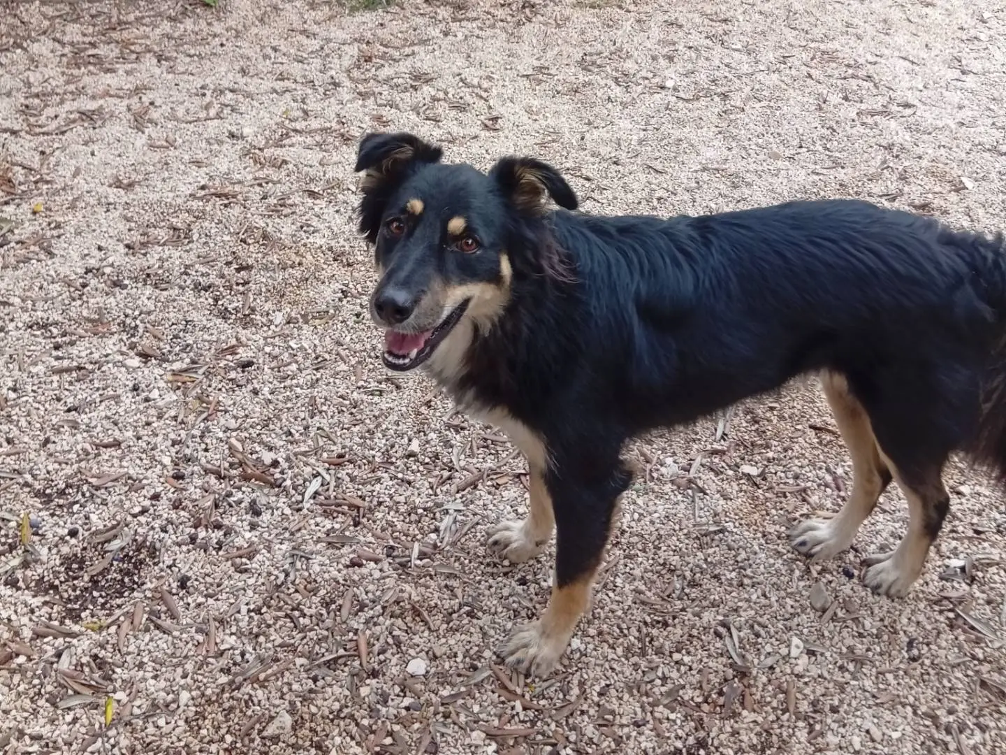 Adotta un cane, taglia media, femmina, Bari