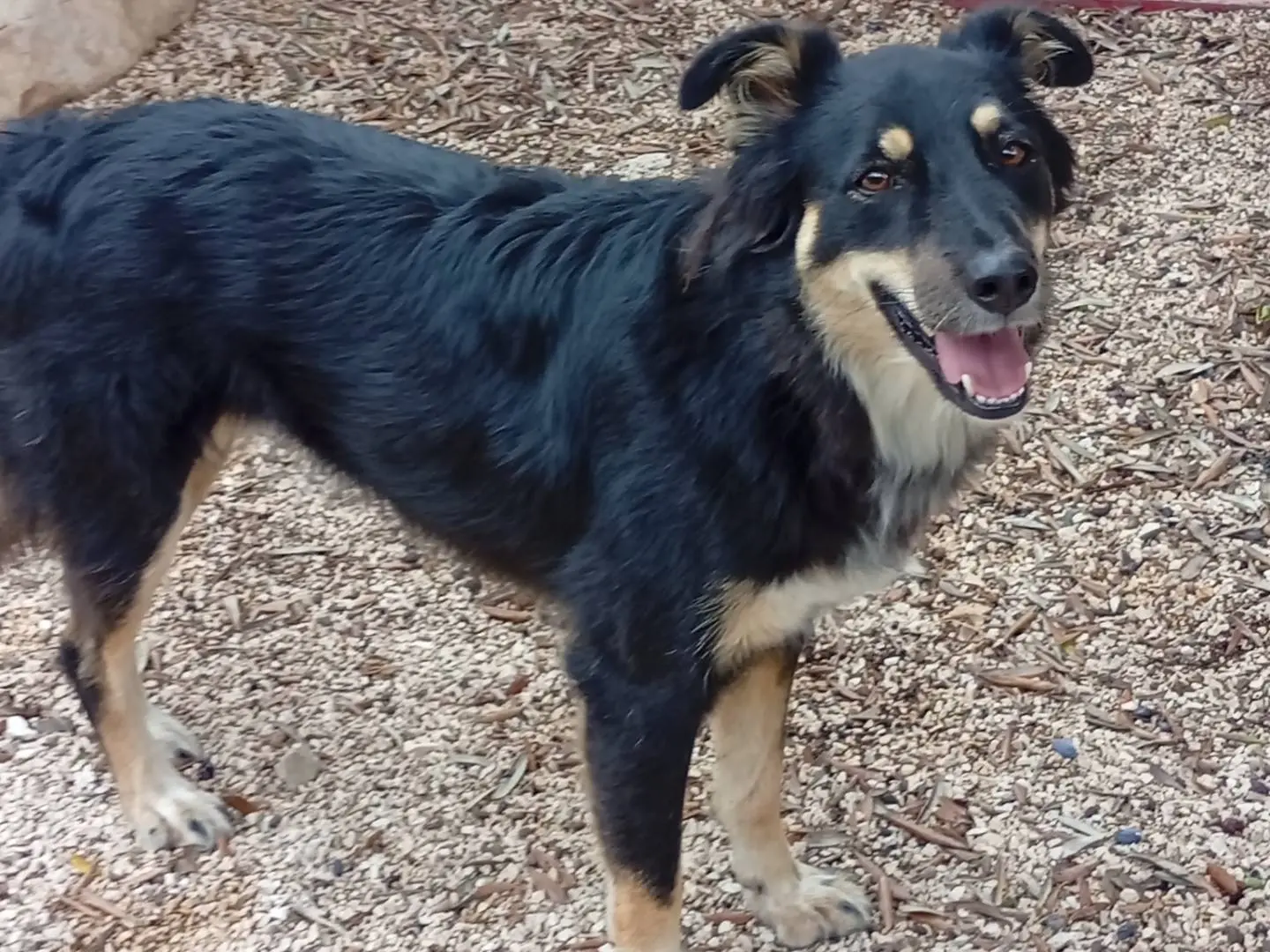 Adozione cane, femmina, Razza sconosciuta Razza sconosciuta, 3 anni e 10 mesi, taglia media, Bari