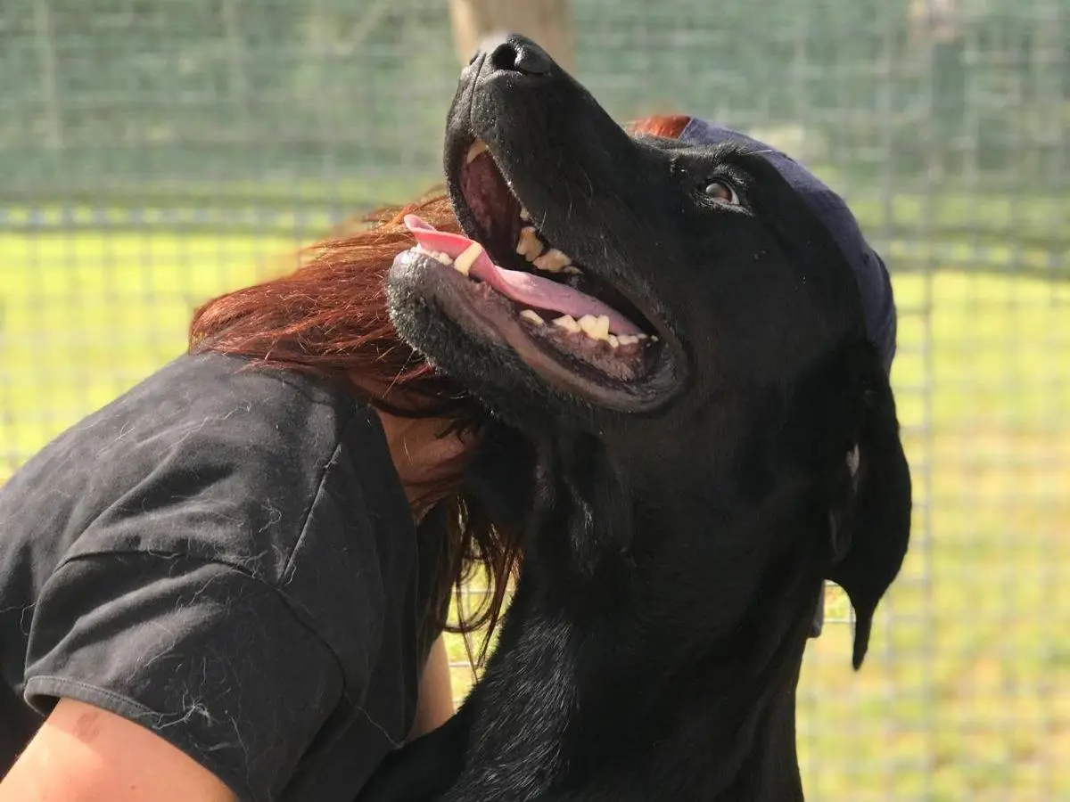 Adotta un cane, maschio, 4 anni e 9 mesi, Latina