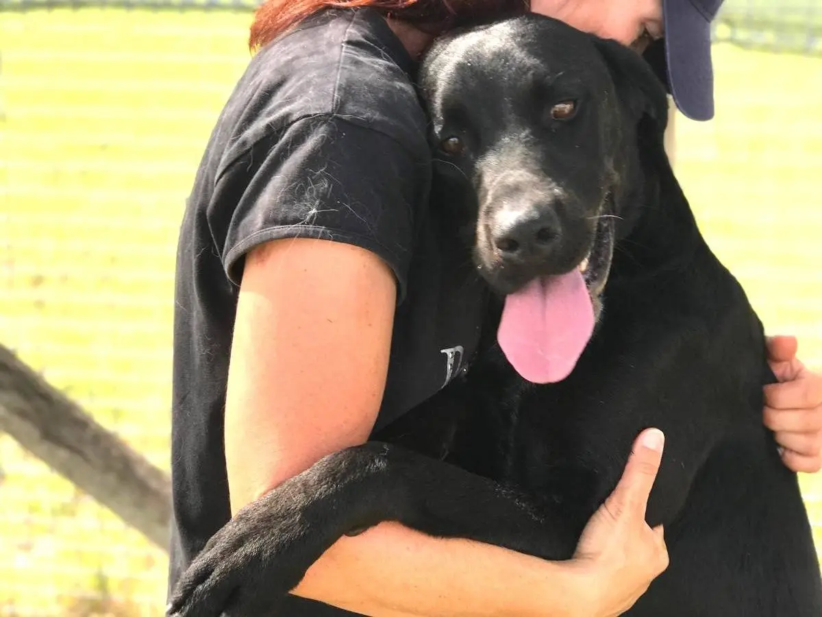Adozione cane, maschio, meticcio, 4 anni e 9 mesi, taglia grande, Latina