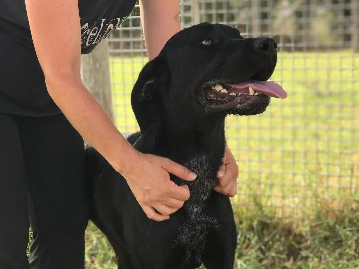 Adotta un cane, taglia grande, maschio, Latina