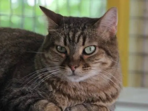 Adozione gatto, femmina, Razza sconosciuta Razza sconosciuta, 15 anni e 1 mese, taglia non valida, Monza