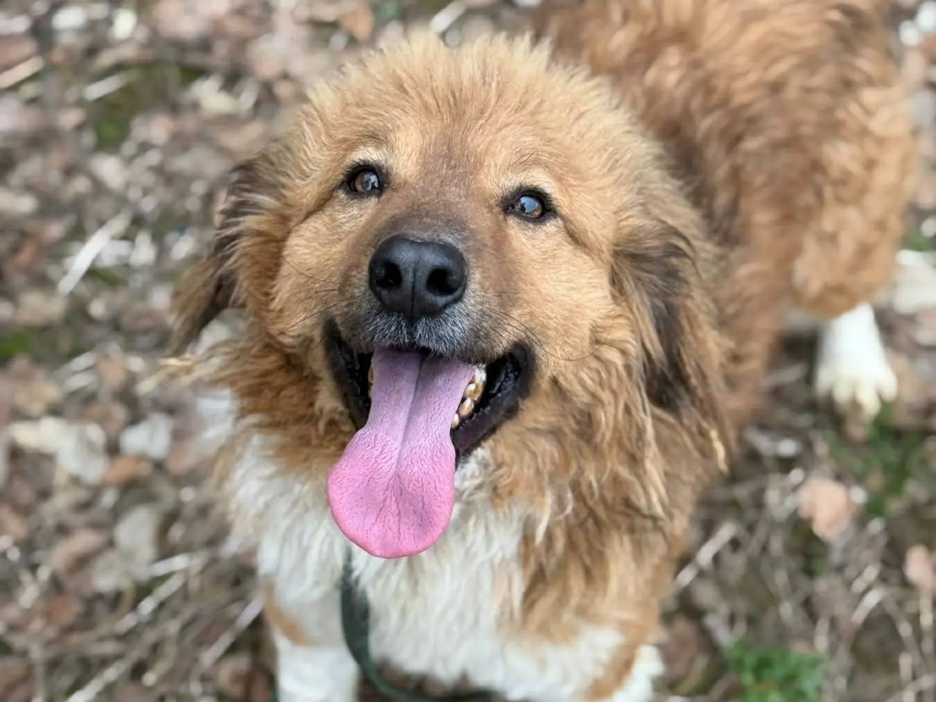 Adotta il cane PASCAL a Firenze