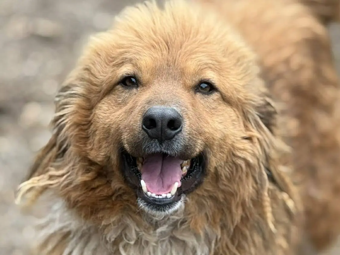 Adozione cane, maschio, Razza sconosciuta Razza sconosciuta, 4 anni e 8 mesi, taglia media, Firenze