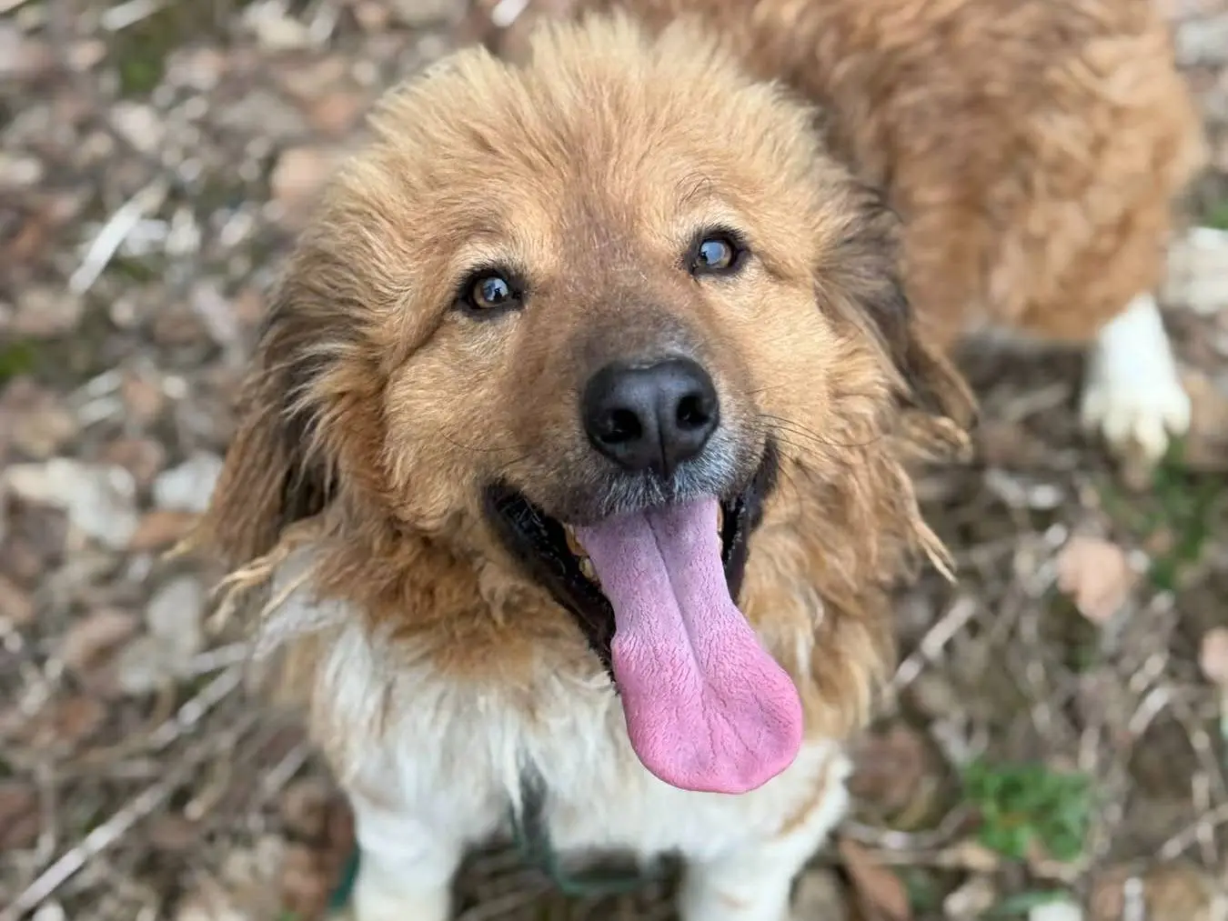 Adotta un cane, taglia media, maschio, Firenze