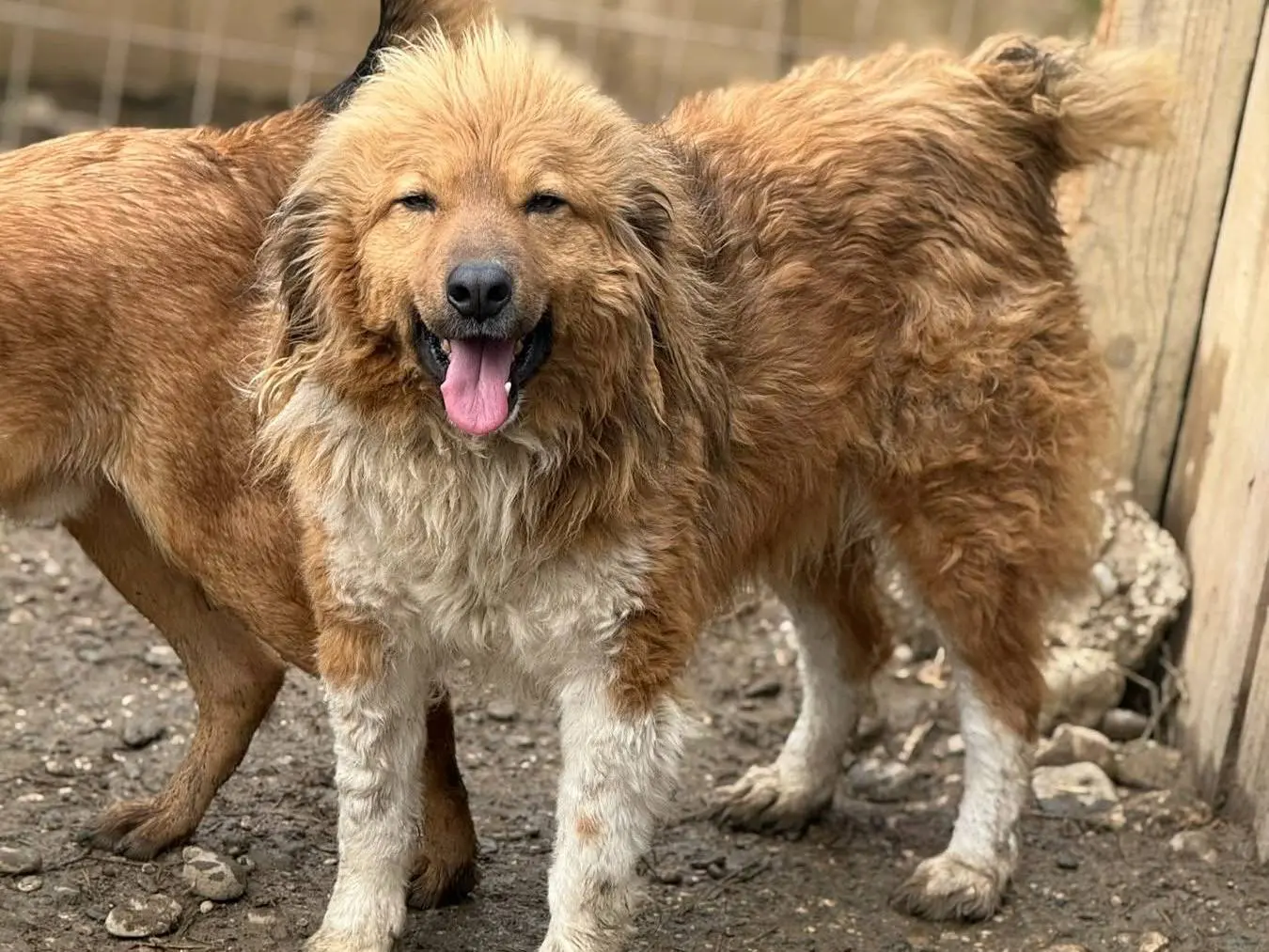 Vuoi adottare un cane a Firenze?