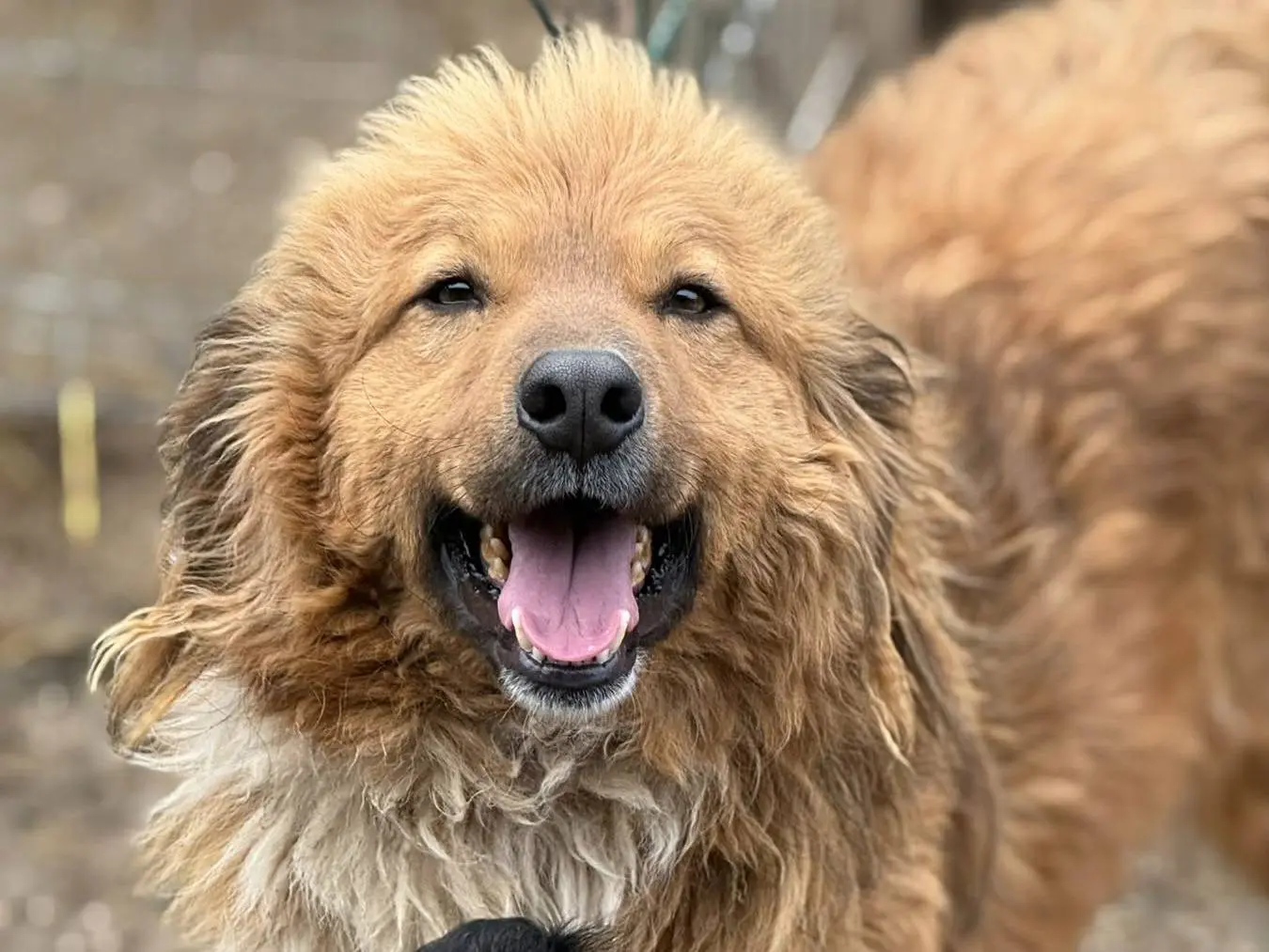 Adotta un cane, maschio, 4 anni e 8 mesi, Firenze
