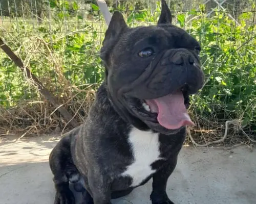 Adozione cane, maschio, Bulldog francese, 4 anni e 4 mesi, taglia piccola, Catania