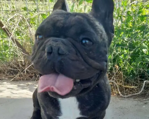 Adotta un cane, maschio, 4 anni e 4 mesi, Catania