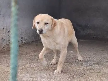 Adotta un cane, taglia media contenuta, maschio, Reggio