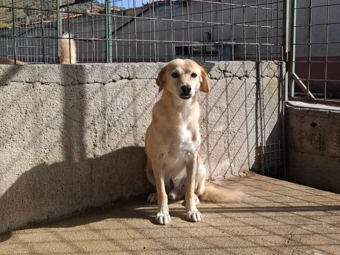 Adotta un cane, maschio, 10 anni e 1 mese, Reggio