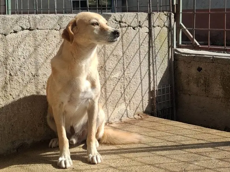 Vuoi adottare un cane a Reggio?