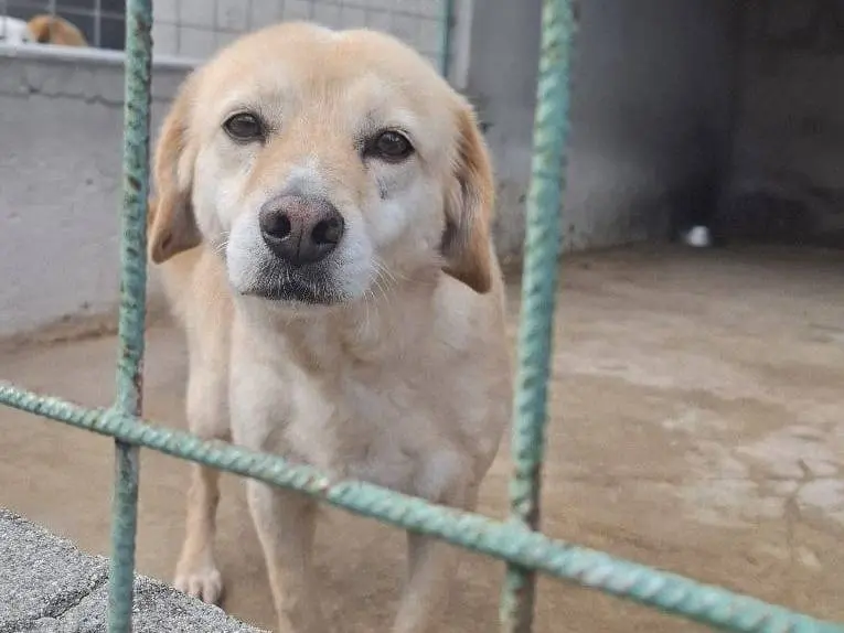 Adozione cane, maschio, Razza sconosciuta Razza sconosciuta, 10 anni e 1 mese, taglia media contenuta, Reggio
