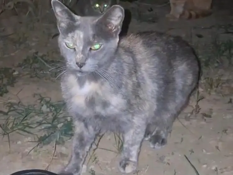Adozione gatto, femmina, Razza sconosciuta Razza sconosciuta, 1 anno e 1 mese, taglia non valida, Torino