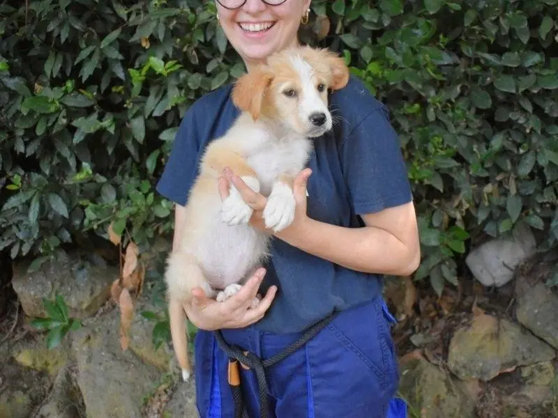 Adotta un cane, femmina, 5 mesi, Roma