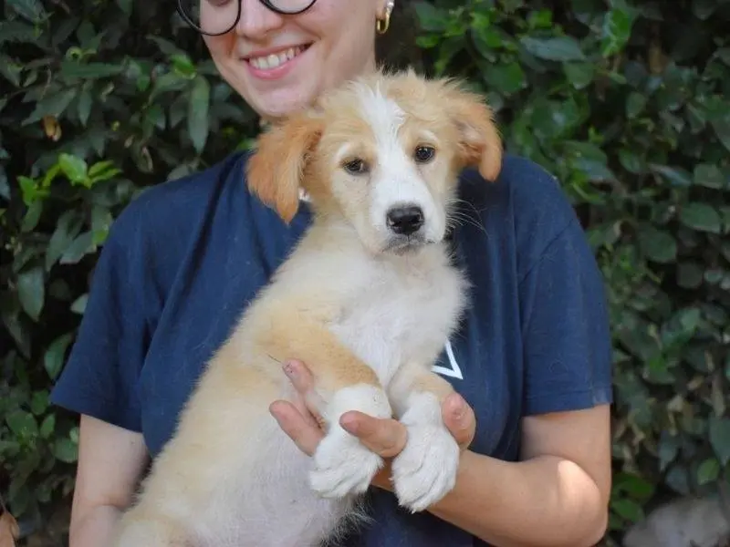 Adotta il cane Marula a Roma