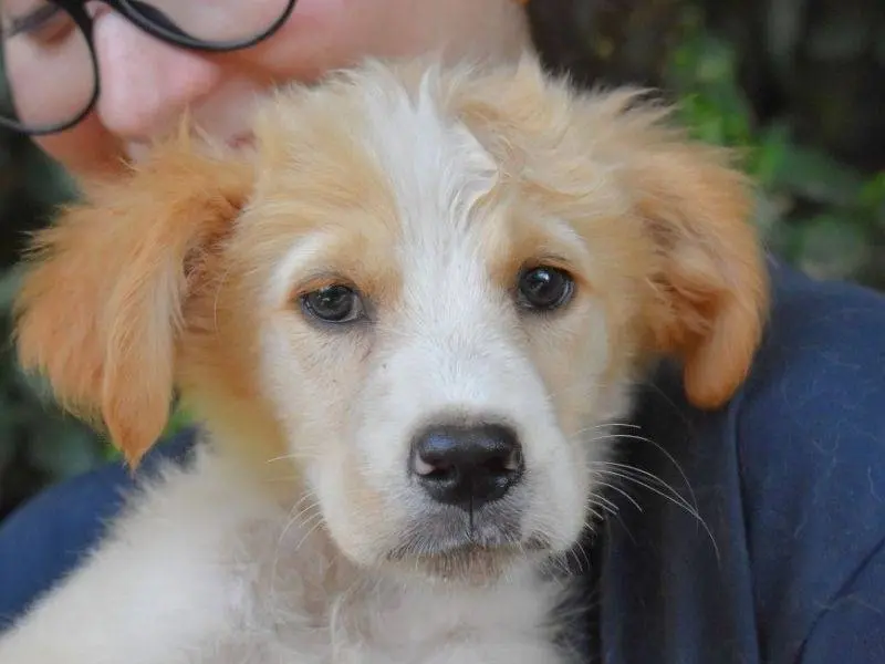 Adozione cane, femmina, Razza sconosciuta Razza sconosciuta, 5 mesi, taglia grande, Roma