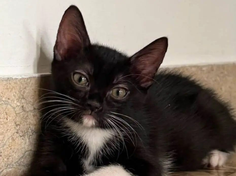 Adozione gatto, femmina, Razza sconosciuta Razza sconosciuta, 4 mesi, taglia non valida, Torino