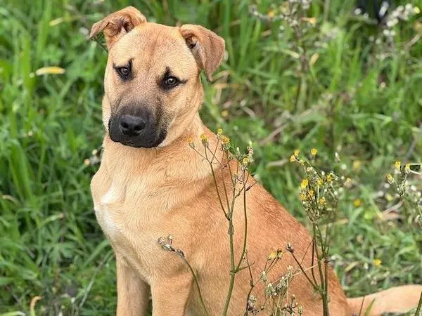 Adozione cane, femmina, Boxer Razza sconosciuta, 11 mesi, taglia media, Vibo