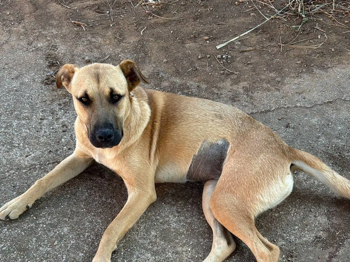 Vuoi adottare un cane a Vibo?