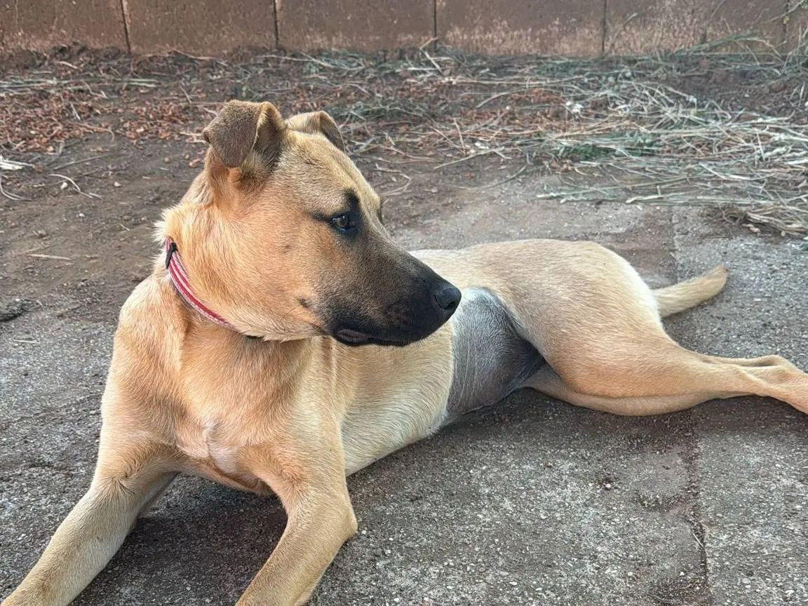 Adotta il cane ELLEN a Vibo