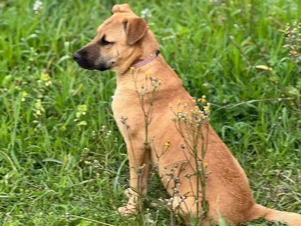 Adotta un cane, taglia media, femmina, Vibo
