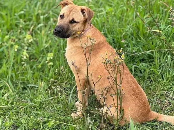 Adotta un cane, femmina, 11 mesi, Vibo
