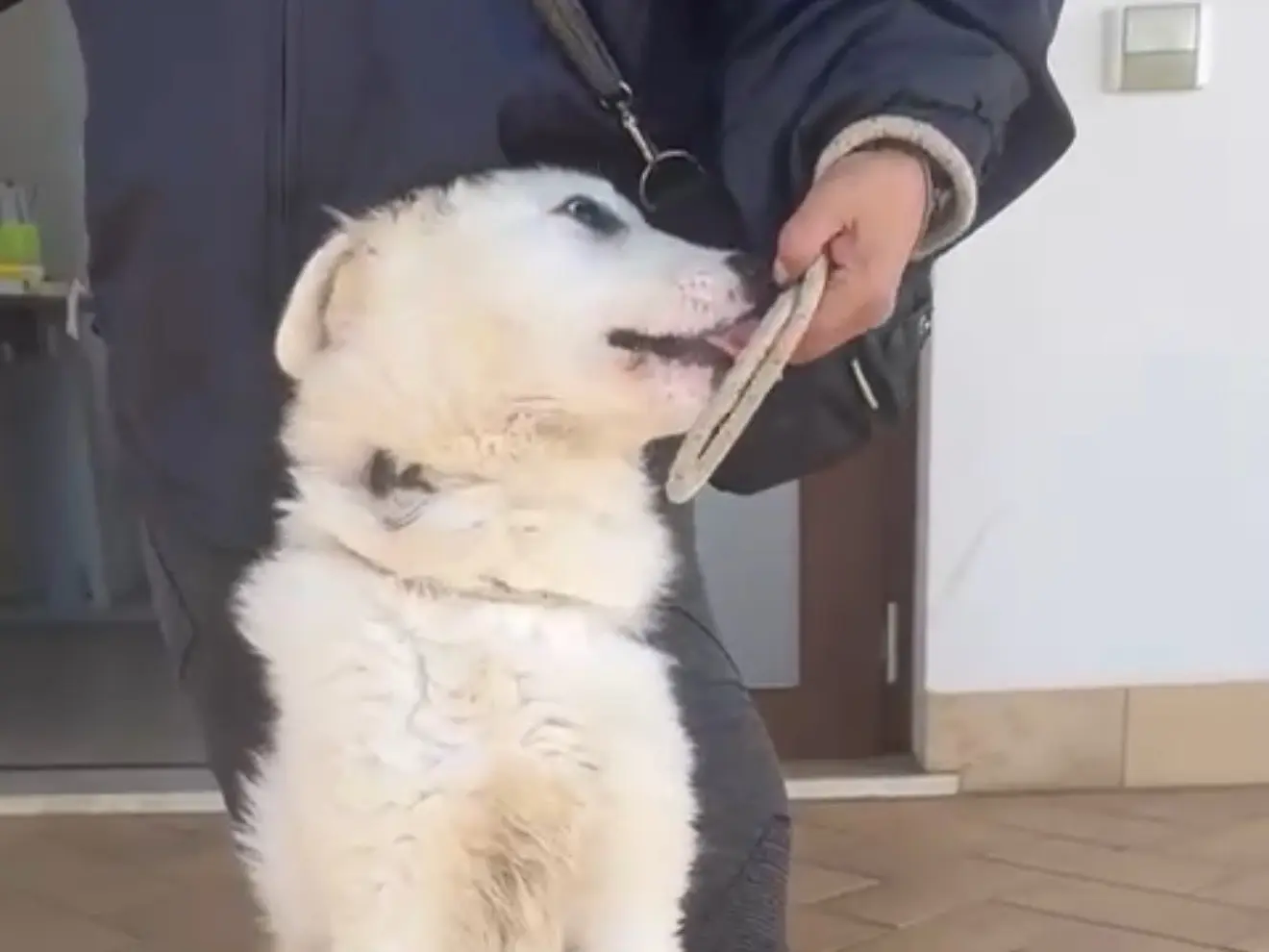 Vuoi adottare un cane a Latina?