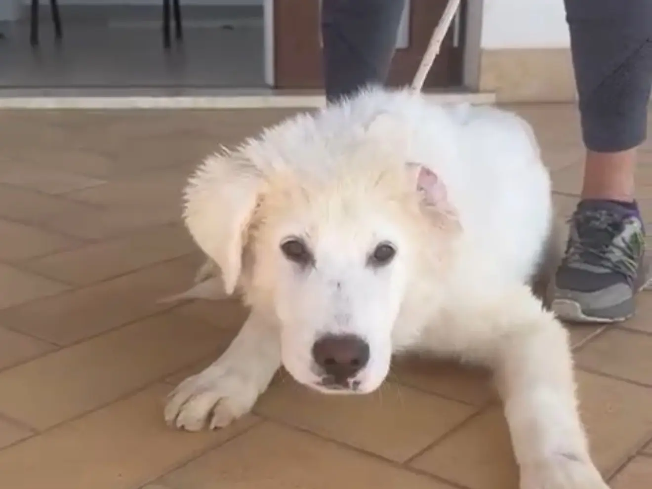 Adozione cane, maschio, Pastore maremmano Razza sconosciuta, 1 anno, taglia grande, Latina