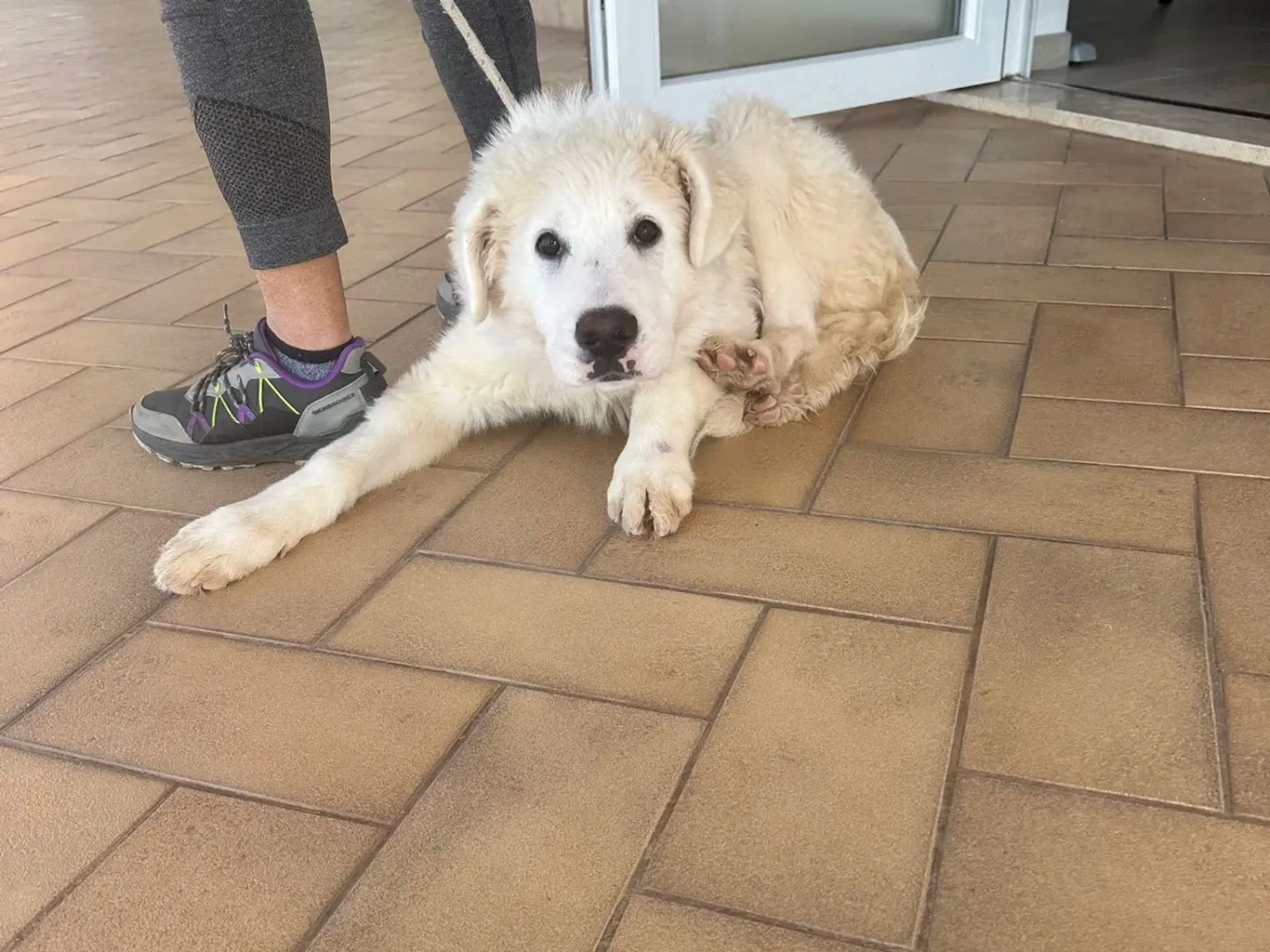 Adotta un cane, maschio, 1 anno, Latina
