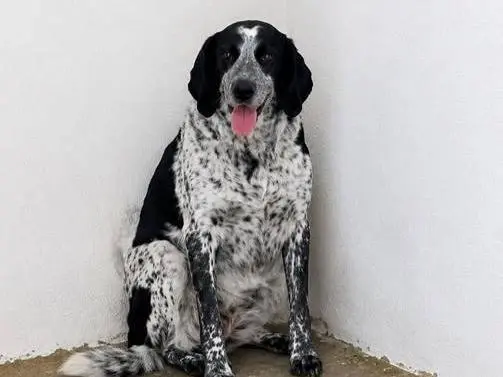 Adozione cane, femmina, Razza sconosciuta Razza sconosciuta, 8 anni e 2 mesi, taglia grande, Crotone