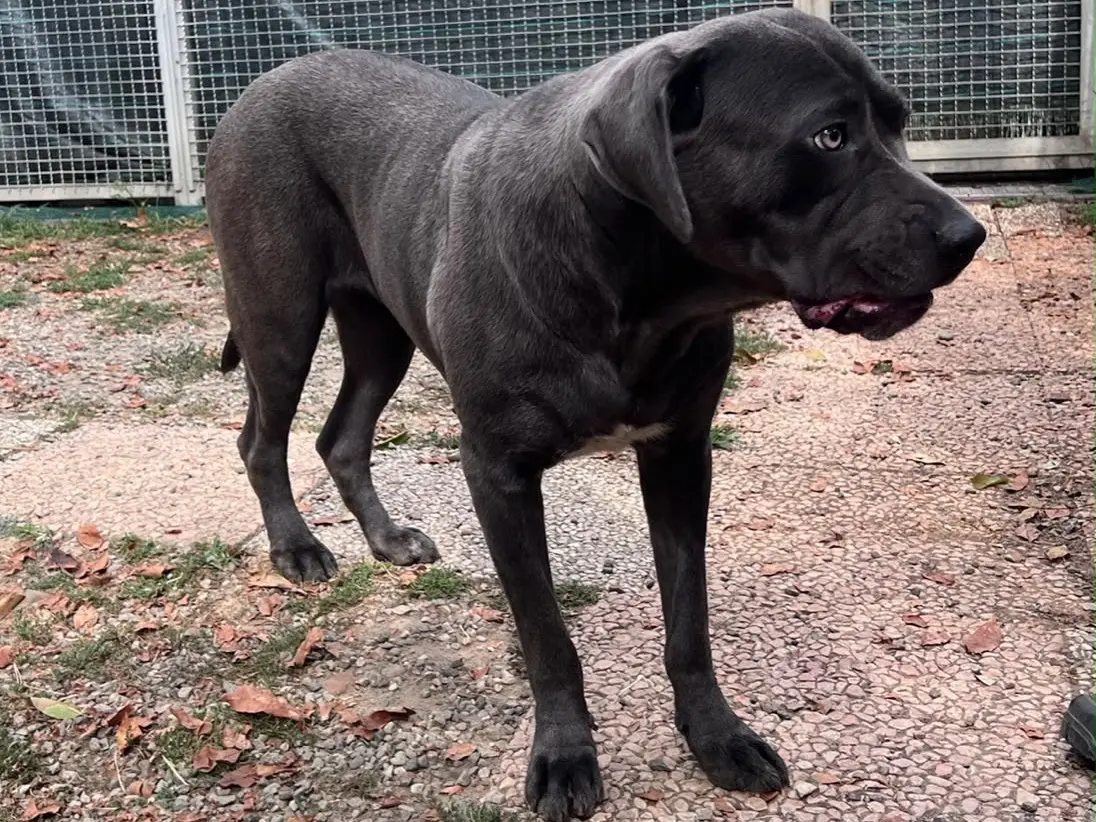 Vuoi adottare un cane a Novara?