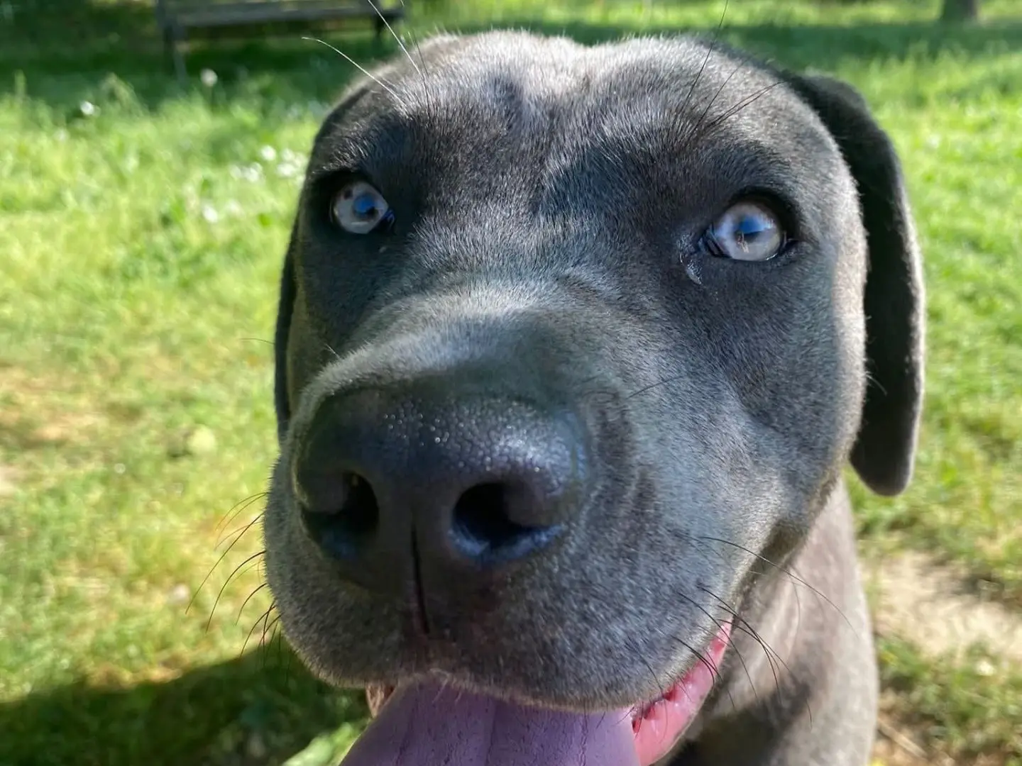 Adozione cane, femmina, Corso Razza sconosciuta, 1 anno e 1 mese, taglia media, Novara