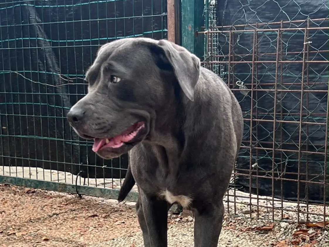 Adotta un cane, femmina, 1 anno e 1 mese, Novara