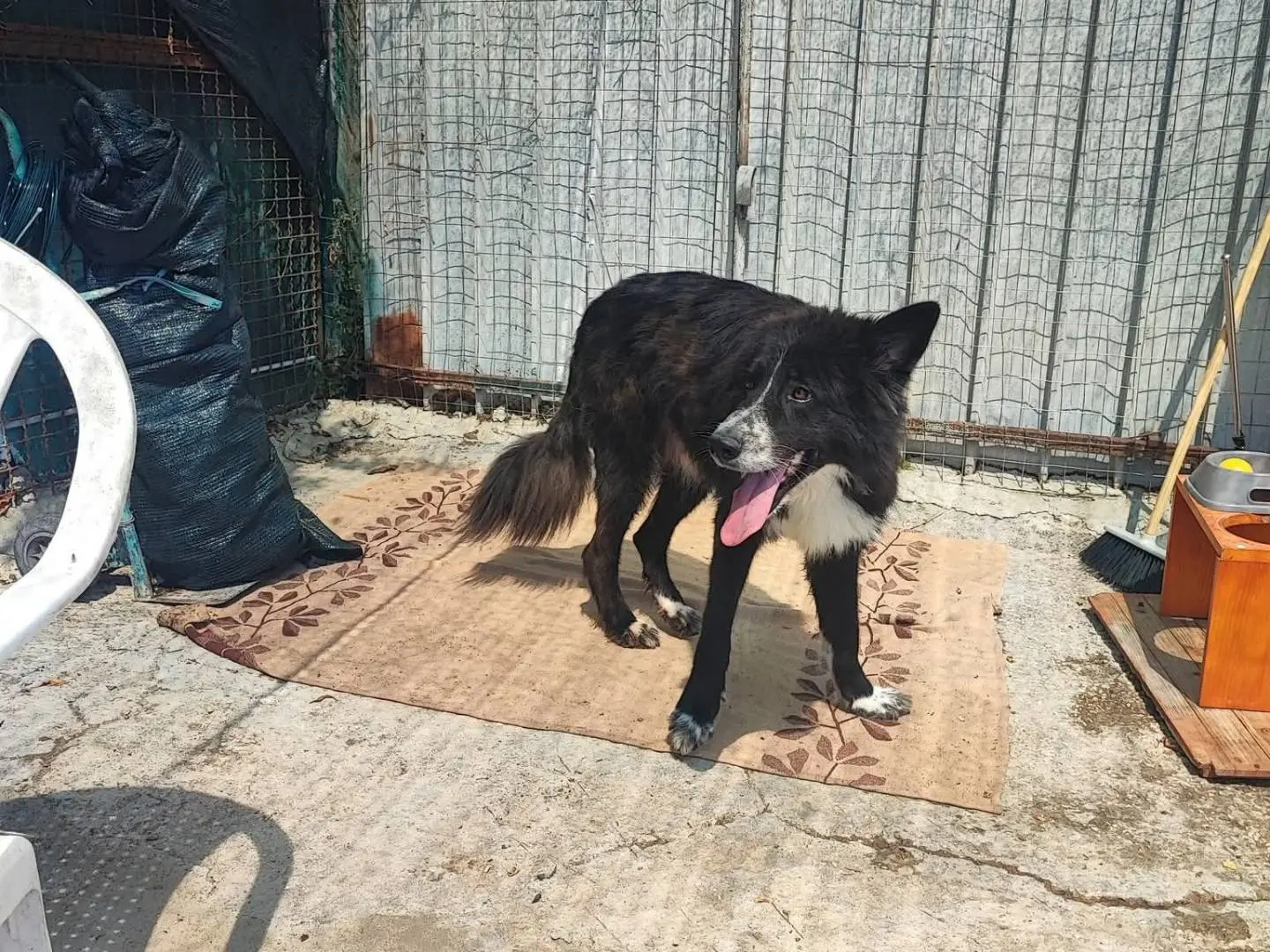 Adotta un cane, maschio, 3 anni e 11 mesi, Napoli