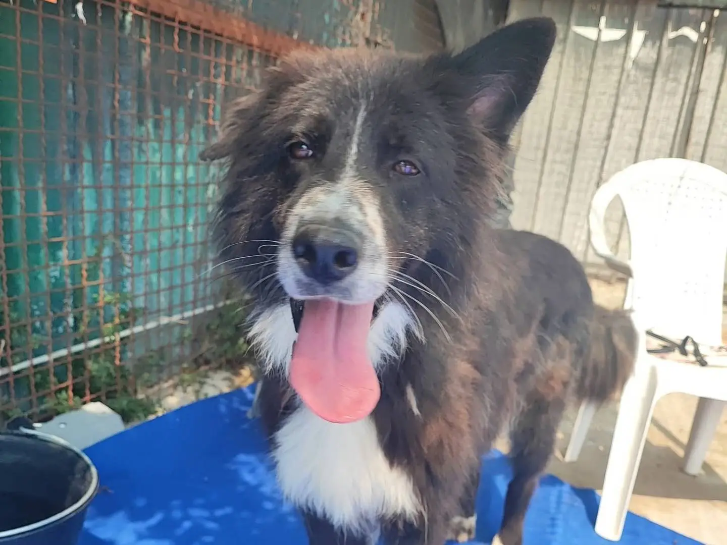 Adotta un cane, taglia grande, maschio, Napoli