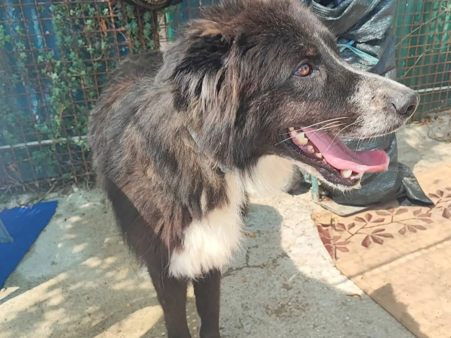 Adozione cane, maschio, Razza sconosciuta Razza sconosciuta, 3 anni e 11 mesi, taglia grande, Napoli