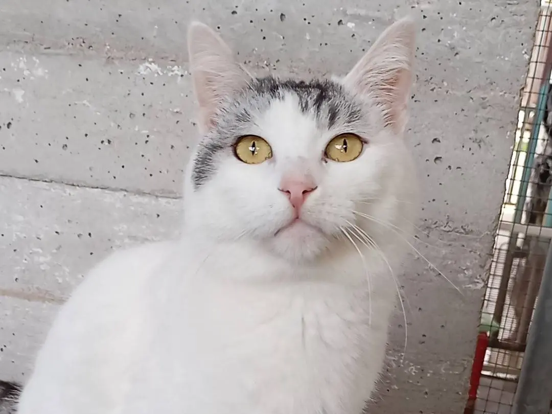 Adozione gatto, maschio, Razza sconosciuta Razza sconosciuta, 3 anni e 8 mesi, taglia non valida, Latina