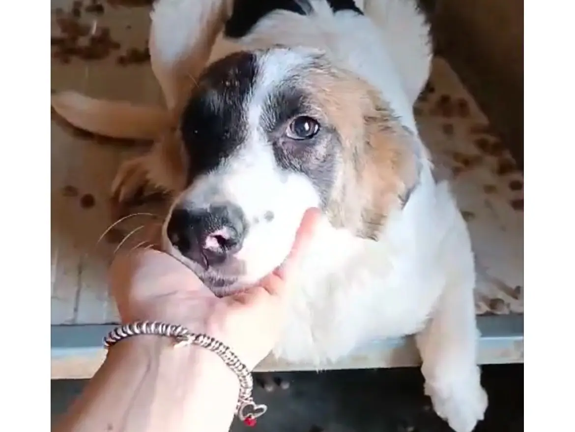 Adotta un cane, femmina, 2 anni e 9 mesi, Bologna