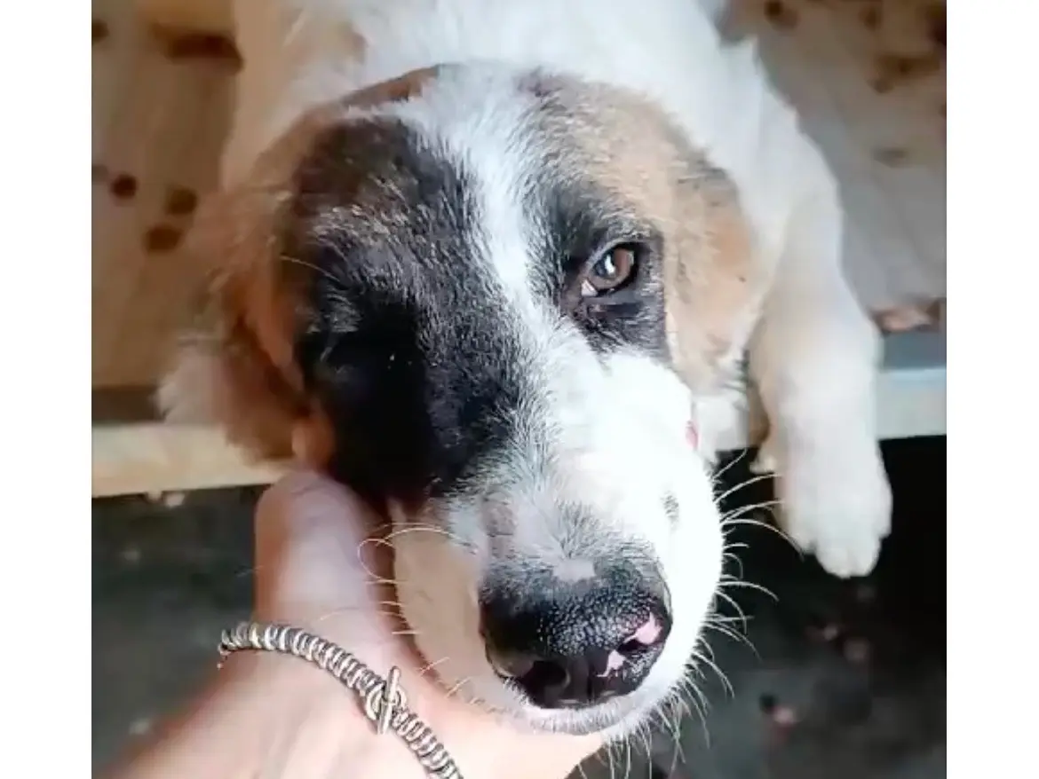 Adozione cane, femmina, Razza sconosciuta Razza sconosciuta, 2 anni e 9 mesi, taglia media contenuta, Bologna