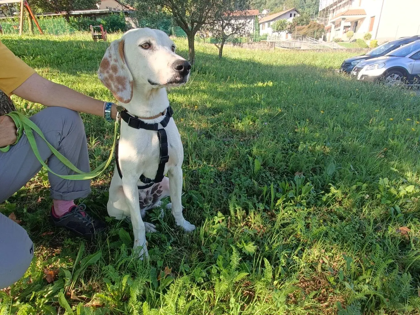 Adotta un cane, maschio, 9 mesi, Lecco