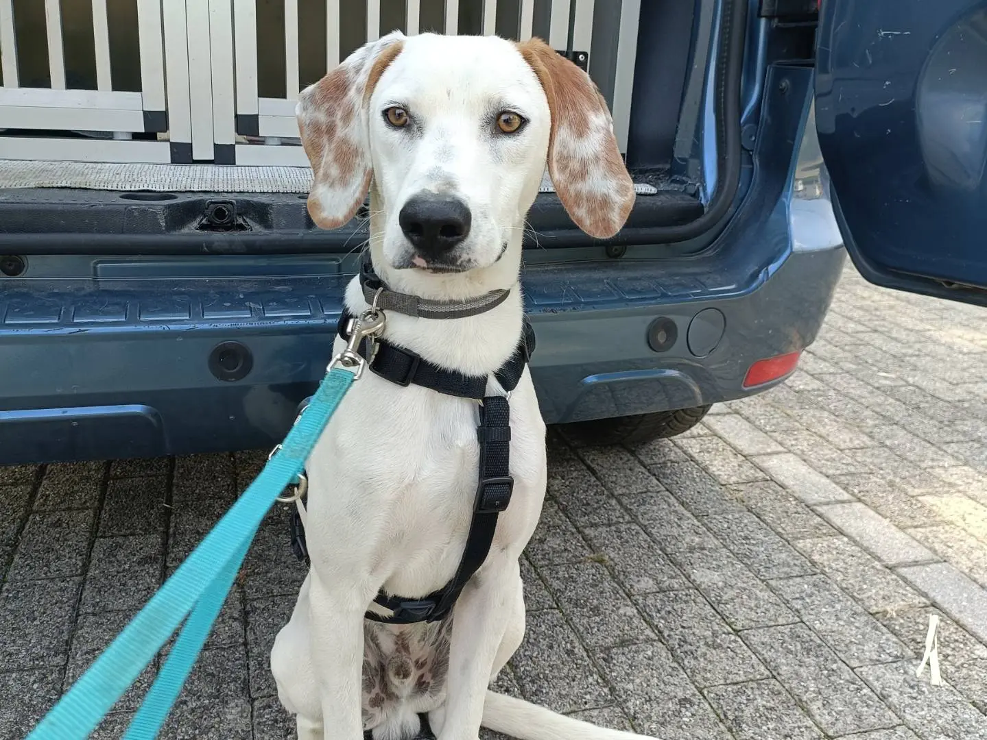 Adotta un cane, taglia media contenuta, maschio, Lecco